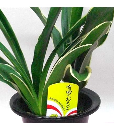 Amazon.co.jp: 万年青 おもと 獅子 縞斑 5号陶器鉢つき 子株7株つき